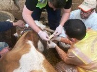 Gezici hayvan hastanesi deprem bölgesinde