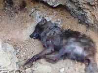 Tortum'da 5 kişiyi yaralayan kurt kuduz çıktı