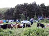 Şirankes festivalinde keçilerin müzik keyfi