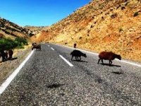 Erzurum Valiliğinden ceza açıklaması