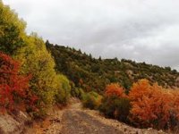Şamatur Yaylası'nda sonbaharın renkleri