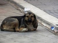 "Kuduz hastalığı ölümcül olabilir"