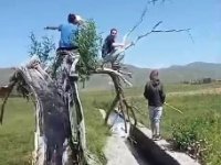 Erzurum'da kaçan kurbanlık iki kişiyi yaraladı