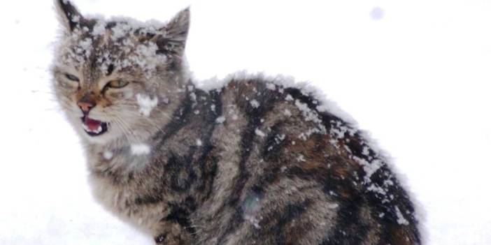 Karakış’ta Yaşam Mücadelesi Objektife Yansıdı