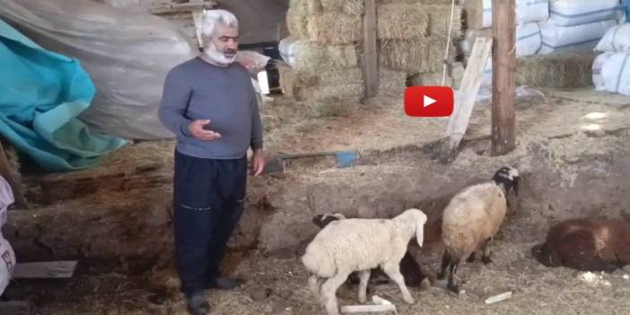 Kurtlar ağıla girdi... Zarar büyük