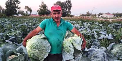 Söğütlü lahanası tarladan sofraya geliyor! Hasat sezonu başladı