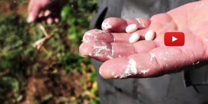 300 ila 500 TL’den alıcı buluyor! İspir fasulyesinde hasat hazırlığı başladı