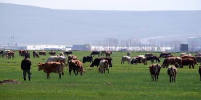Hayvancılık yapanlar dikkat! Destek başvuruları başladı, son tarih belli oldu