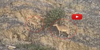 Uzundere’de yoldan geçenleri şaşırtan görüntü! Dağ keçileri kara yolu kenarına indi