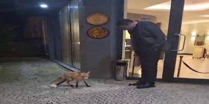Palandöken’de ısıtan görüntü: Otel müdürü kapıya gelen tilkiyi eliyle besledi