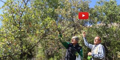 Erzurum’da alıç mesaisi başladı! Kışlık hazırlık için dağlara çıktılar