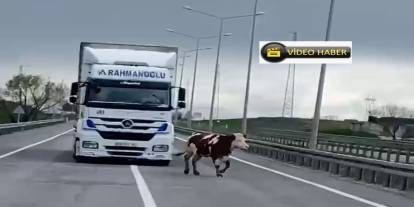 TIR sürücüsüne zor anlar yaşattı.