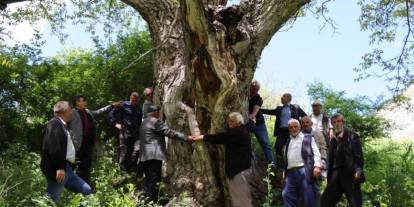 Erzurum'da en az 300 yıllık ceviz ağacı dimdik ayakta