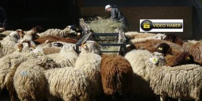 Bunlar da üniversiteli kurbanlıklar