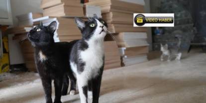 İşte Türkiye'nin konuştuğu o çılgın iki kedi