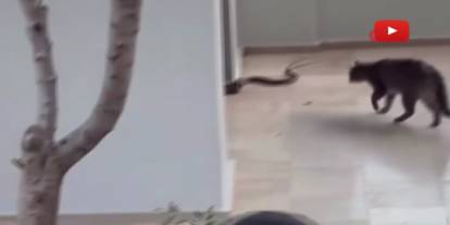 Yılana kafa tutan kedi