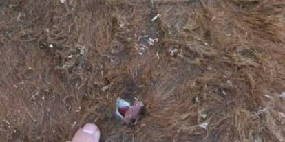 Yayla kavgası: 1 yaralı