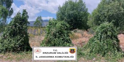 Jandarma’dan kenevir operasyonu