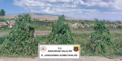 Erzurum’da 401 bin 676 kök kenevir imha edildi