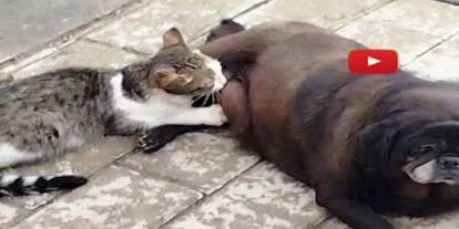 Görenler inanamadı, köpek kediyi sokak ortasında emzirdi