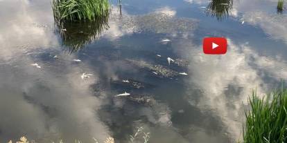 Karasu'da balık ölümleri korku saçıyor