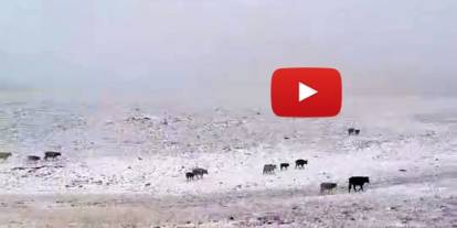 Erzurum'a mevsimin ilk karı yağdı