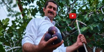 Bursa karası incirini Erzurum’da yetiştirdi