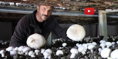 Yılın son mantar hasadı başladı