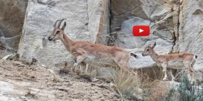 Uzundere'de dağ keçileri görüntülendi