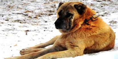 Erzurum'da bir kayıp hikâyesi