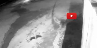 Aşkale’de aç kalan kurtlar köye indi