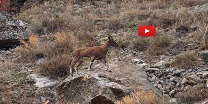 Görenler cep telefonlarına sarıldı