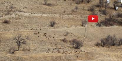 Yaban keçileri tek tek sayılıyor
