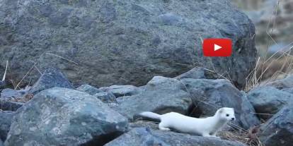 Gelincik rengiyle mevsime ayak uydurdu