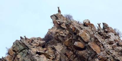 Erzurum'da yaban hayatı fotokapanlara takıldı