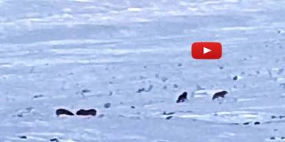 Karayazı'da gündüz vakti kurt saldırısı