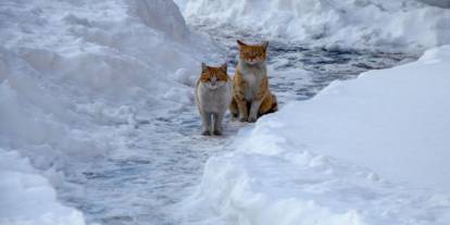 Buzlanma ve dona dikkat