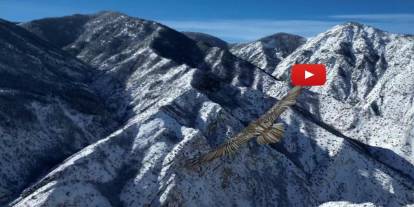 Erzurum’da sakallı akbaba dron ile görüntülendi