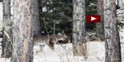 Erzurum'da nesli tehdit altındaki vaşak görüntülendi