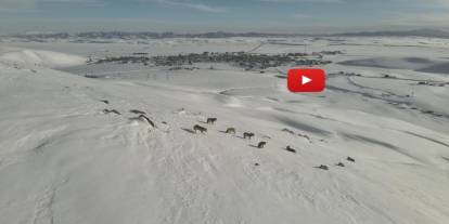 Karayazı'da kurt sürüsü gündüz vakti görüntülendi