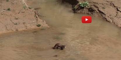 Erzurum'da nesli tehdt altındaki su samuru görüntülendi
