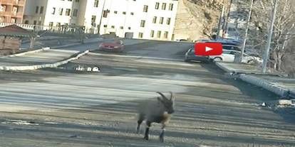 Vatandaşları hayrete düşürdü