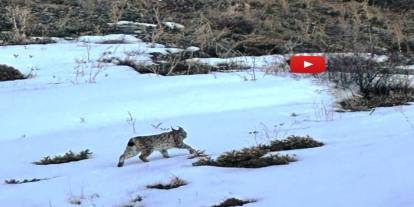 Erzurum'da karlı arazide vaşak görüntülendi