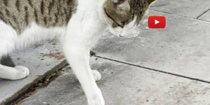 Fareden oscarlık performans: Kediden kurtuluşu ölü taklidinde aradı