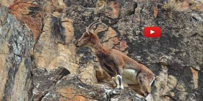 Dağ keçileri otoyol kenarına indi