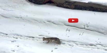 Aç kalan tilkiyi elleriyle besledi