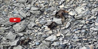 Kış uykusundan uyanan ayı ailesi kameralara yansıdı
