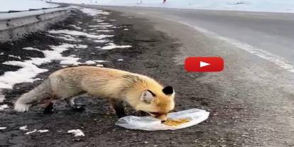 Gezen tilki nasibini buldu