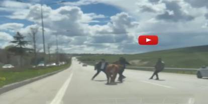 Erzurum'da bir kurban klasiği: Kaçan kurbanlıklar trafiği birbirine kattı