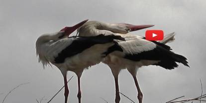 Leyleklerin "gaga şaklatma" anı kameraya yansıdı
